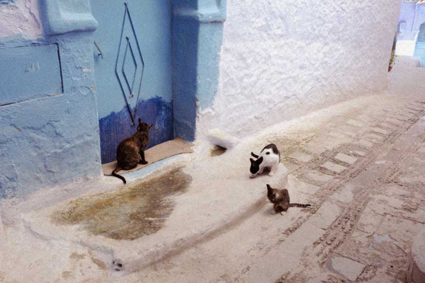 World Stray Animals Day